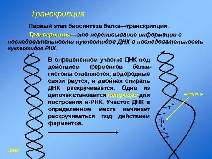 Транскрипция Первый этап биосинтеза белка—транскрипция. Транскрипция—это переписывание информации с последовательности нуклеотидов ДНК в последовательность