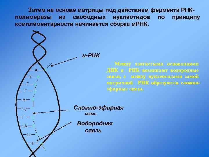 Затем на основе матрицы под действием фермента РНКполимеразы из свободных нуклеотидов по принципу комплементарности