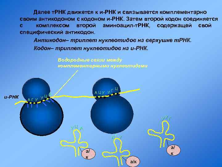 Далее т. РНК движется к и-РНК и связывается комплементарно своим антикодоном с кодоном и-РНК.