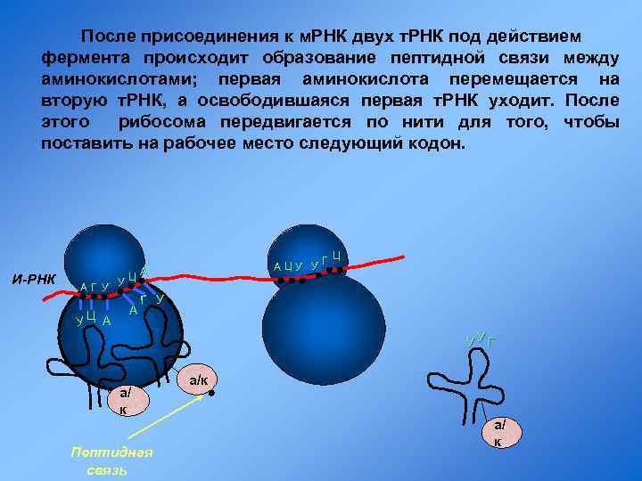 После присоединения к м. РНК двух т. РНК под действием фермента происходит образование пептидной