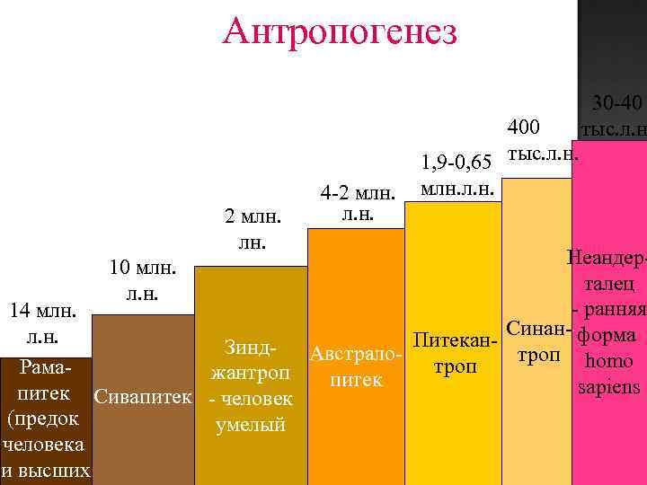 Антропогенез 2 млн. 4 -2 млн. л. н. 400 1, 9 -0, 65 тыс.