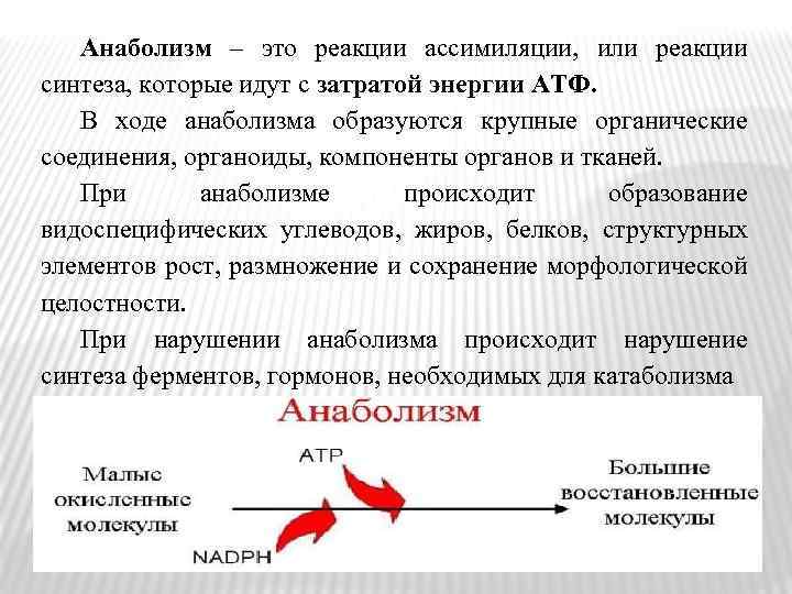 В ходе анаболизма происходит. Анаболические реакции. Анаболические реакции примеры. Примеры реакции анаболизма. Анаболические реакции примеры реакций.