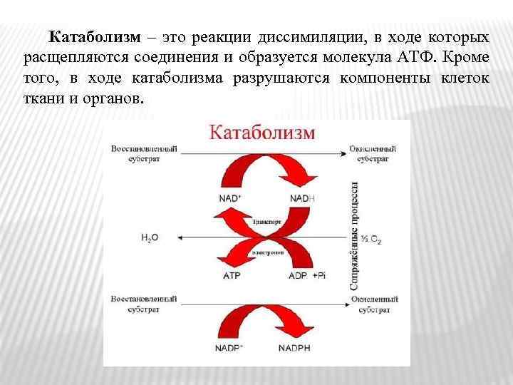 Какой из процессов относится к диссимиляции