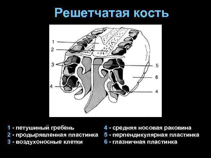 Решетчатая кость 1 - петушиный гребень 2 - продырявленная пластинка 3 - воздухоносные клетки