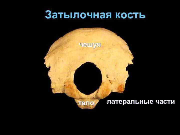 Затылочная кость чешуя тело латеральные части 