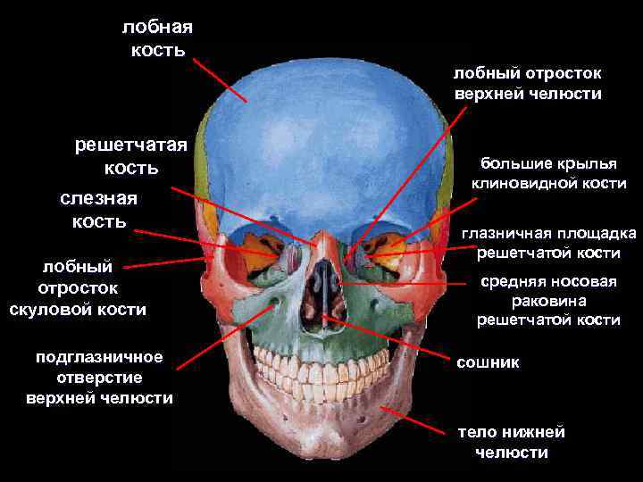 лобная кость лобный отросток верхней челюсти решетчатая кость слезная кость лобный отросток скуловой кости