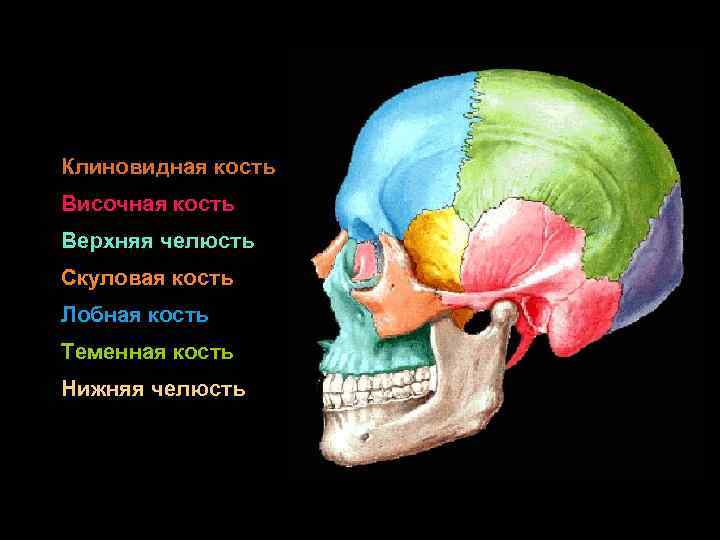 Клиновидная кость Височная кость Верхняя челюсть Скуловая кость Лобная кость Теменная кость Нижняя челюсть
