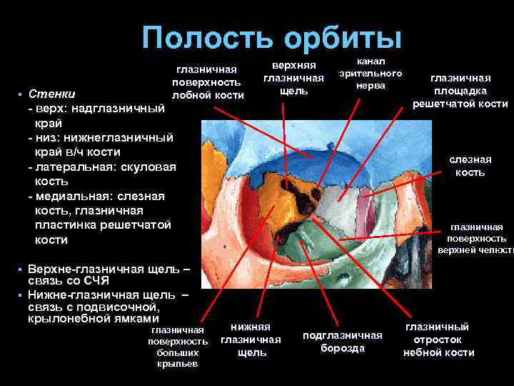 Полость орбиты § § § глазничная поверхность лобной кости Стенки - верх: надглазничный край