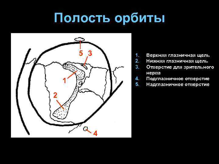 Полость орбиты 5 3 1. 2. 3. 4. 5. 1 2 4 Верхняя глазничная