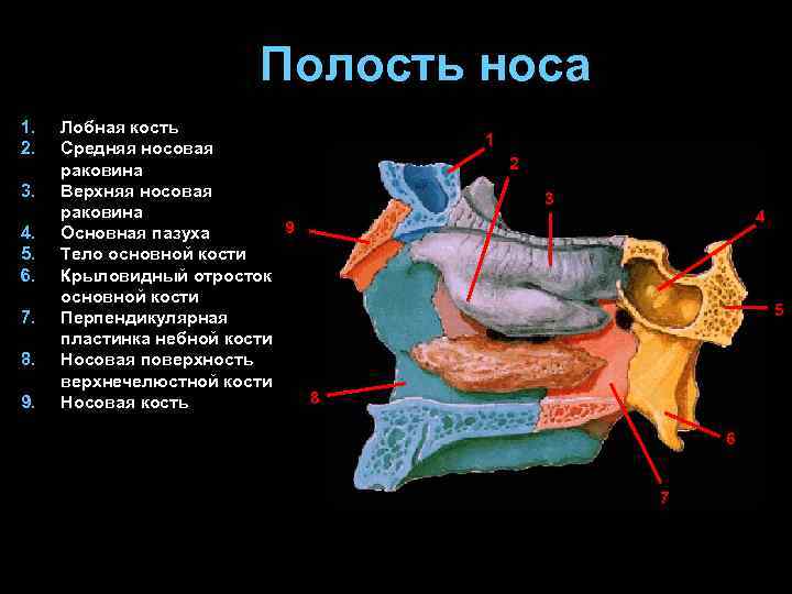 Полость носа 1. 2. 3. 4. 5. 6. 7. 8. 9. Лобная кость Средняя