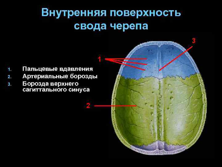 Рисунок пальцевых вдавлений и сосудистых борозд усилен