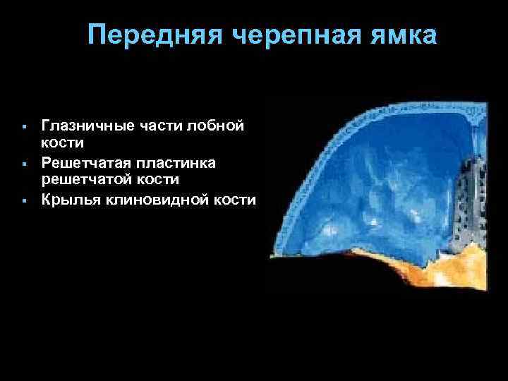 Передняя черепная ямка § § § Глазничные части лобной кости Решетчатая пластинка решетчатой кости