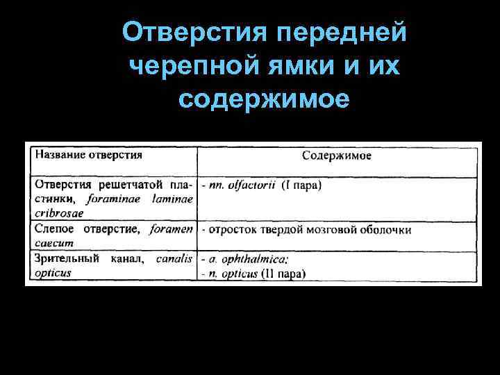 Отверстия передней черепной ямки и их содержимое 