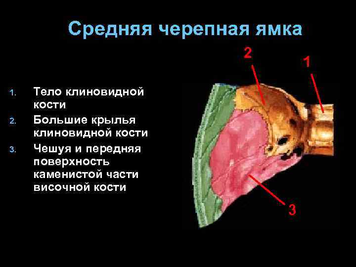 Средняя черепная ямка 2 1. 2. 3. 1 Тело клиновидной кости Большие крылья клиновидной