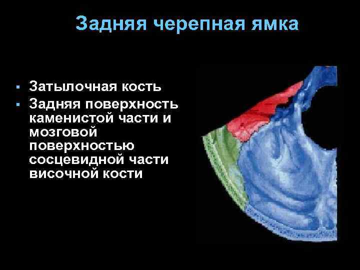 Задняя черепная ямка § § Затылочная кость Задняя поверхность каменистой части и мозговой поверхностью