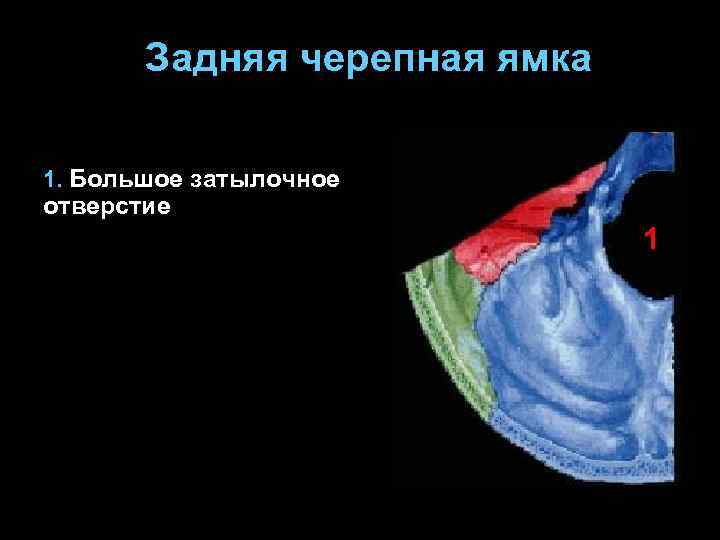 Задняя черепная ямка 1. Большое затылочное отверстие 1 