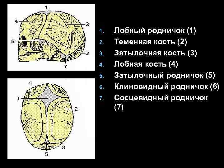 1. 2. 3. 4. 5. 6. 7. Лобный родничок (1) Теменная кость (2) Затылочная