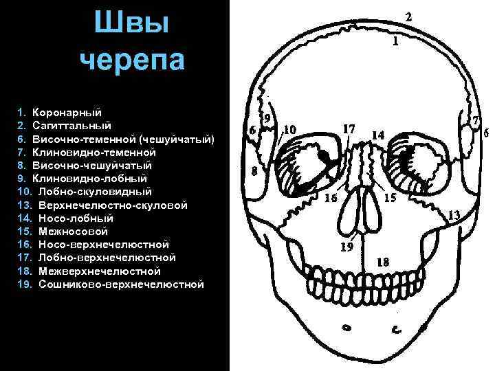 Швы черепа 1. Коронарный 2. Сагиттальный 6. Височно-теменной (чешуйчатый) 7. Клиновидно-теменной 8. Височно-чешуйчатый 9.