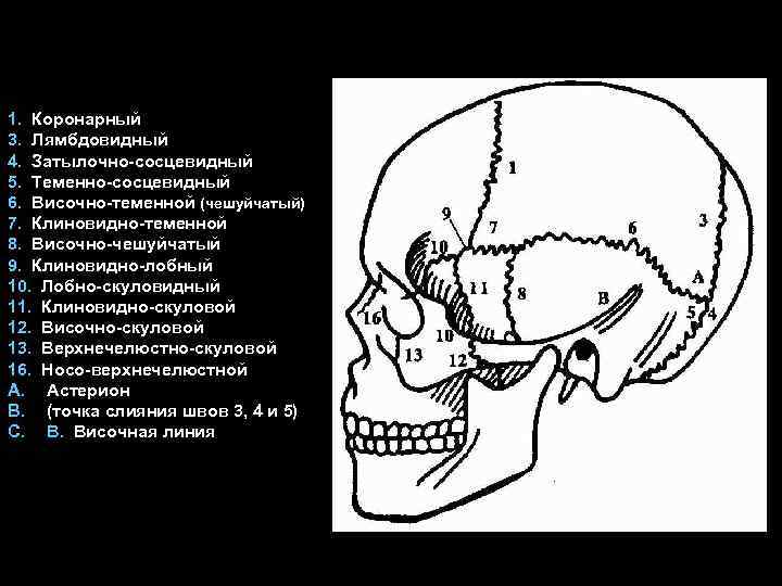 1. Коронарный 3. Лямбдовидный 4. Затылочно-сосцевидный 5. Теменно-сосцевидный 6. Височно-теменной (чешуйчатый) 7. Клиновидно-теменной 8.