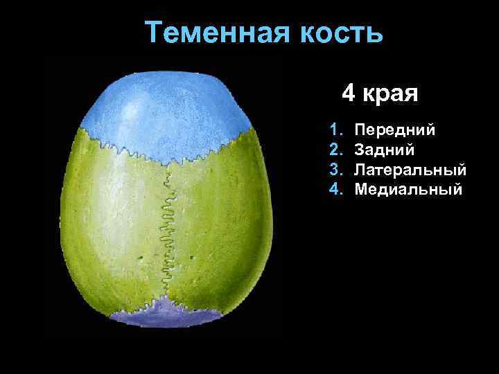 Теменная кость 4 края 1. 2. 3. 4. Передний Задний Латеральный Медиальный 