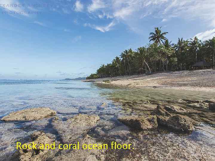 Rock and coral ocean floor. 