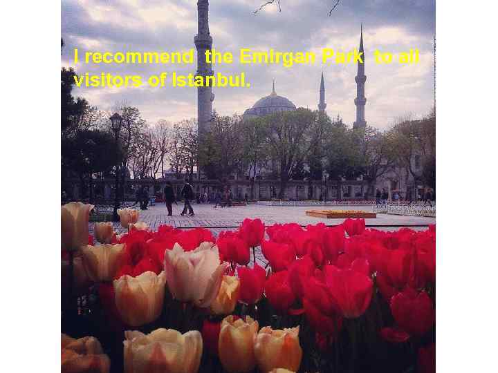 I recommend the Emirgan Park to all visitors of Istanbul. 