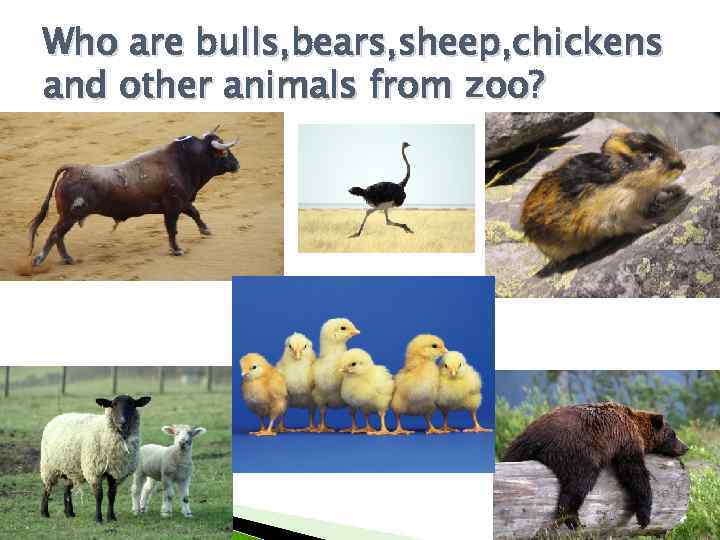 Who are bulls, bears, sheep, chickens and other animals from zoo? 