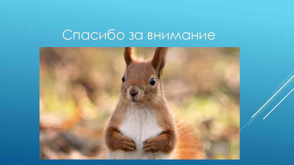 Спасибо за внимание 