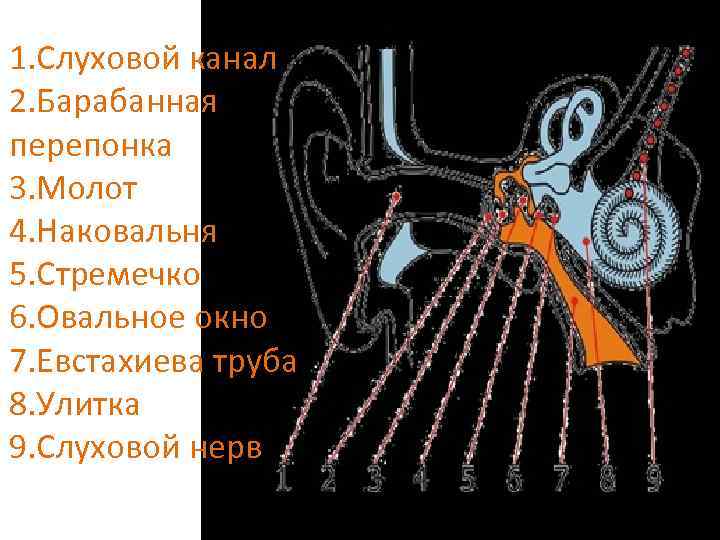 1. Слуховой канал 2. Барабанная перепонка 3. Молот 4. Наковальня 5. Стремечко 6. Овальное