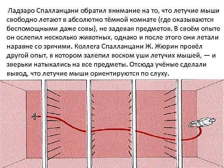 Ладзаро Спалланцани обратил внимание на то, что летучие мыши свободно летают в абсолютно тёмной