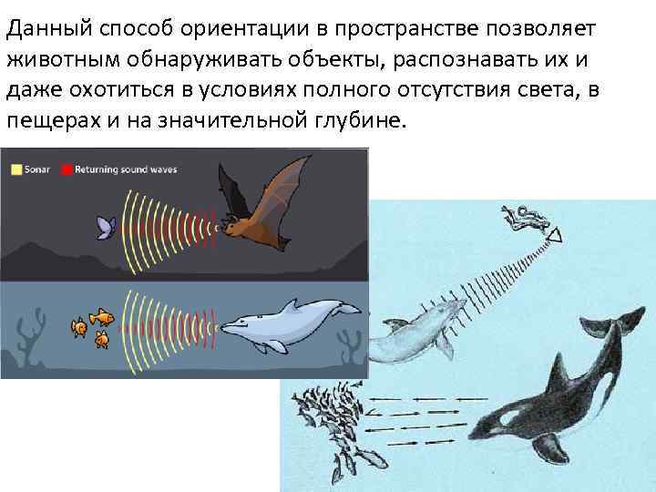 Какие животные ориентируются с помощью эхолокации. Способы ориентации животных в пространстве. RFR ;bdjnyst jhbtynbhe.NCZ D Ghjcnhfycndt. Ориентация животных в окружающей среде. Как животные ориентируются в окружающей среде.