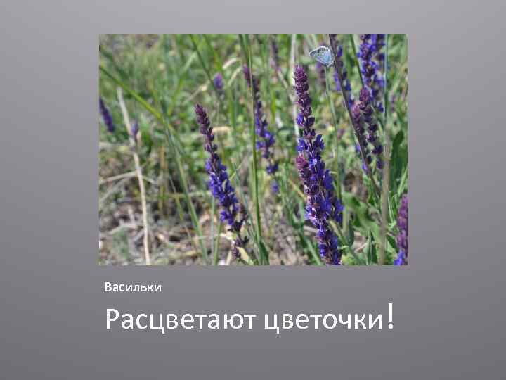 Васильки Расцветают цветочки! 