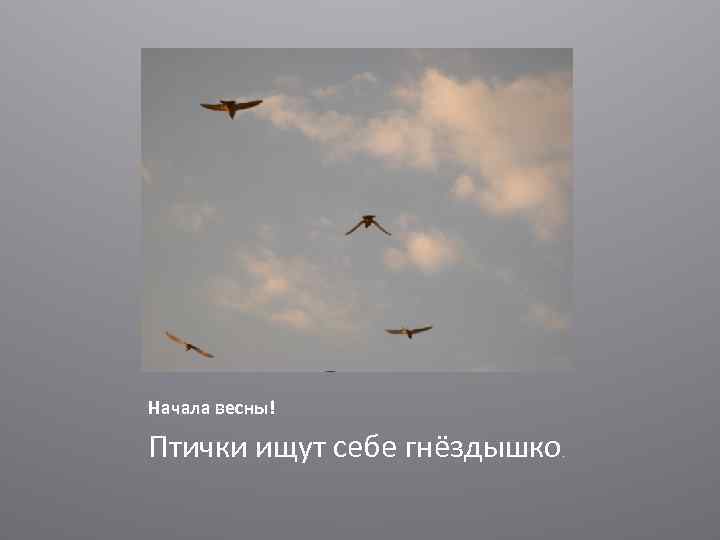 Начала весны! Птички ищут себе гнёздышко . 