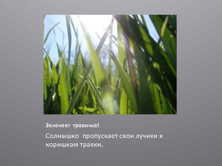 Зеленеет травичка! Солнышко пропускает свои лучики к коришкам травки. 