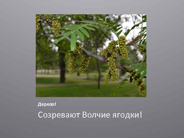 Дерево! Созревают Волчие ягодки! 