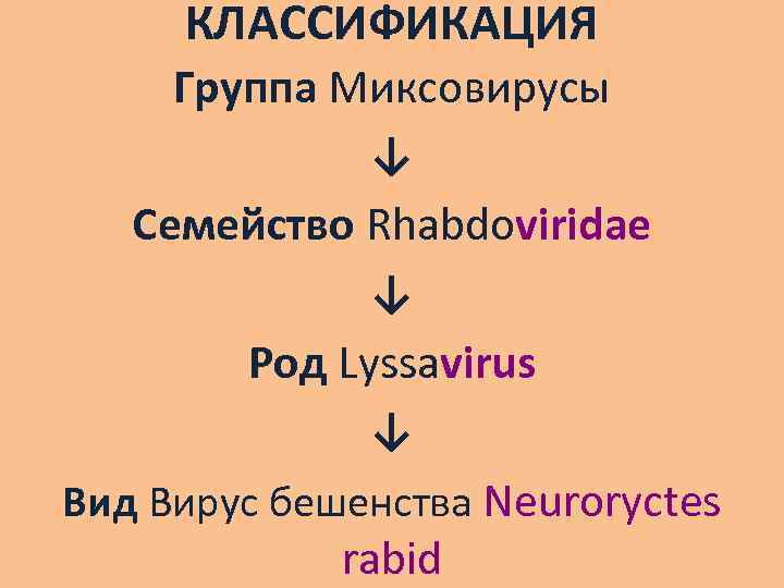 КЛАССИФИКАЦИЯ Группа Миксовирусы ↓ Семейство Rhabdoviridae ↓ Род Lyssavirus ↓ Вид Вирус бешенства Neuroryctes