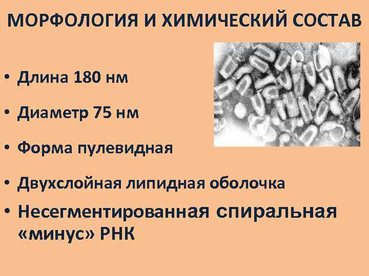 МОРФОЛОГИЯ И ХИМИЧЕСКИЙ СОСТАВ • Длина 180 нм • Диаметр 75 нм • Форма