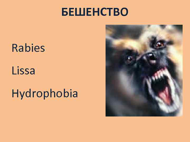 БЕШЕНСТВО Rabies Lissa Hydrophobia 