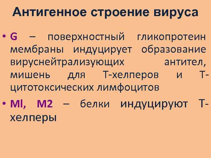 Антигенное строение вируса • G – поверхностный гликопротеин мембраны индуцирует образование вируснейтрализующих антител, мишень