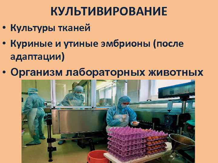 КУЛЬТИВИРОВАНИЕ • Культуры тканей • Куриные и утиные эмбрионы (после адаптации) • Организм лабораторных