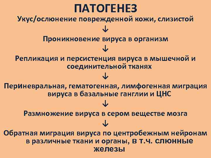 ПАТОГЕНЕЗ Укус/ослюнение поврежденной кожи, слизистой ↓ Проникновение вируса в организм ↓ Репликация и персистенция
