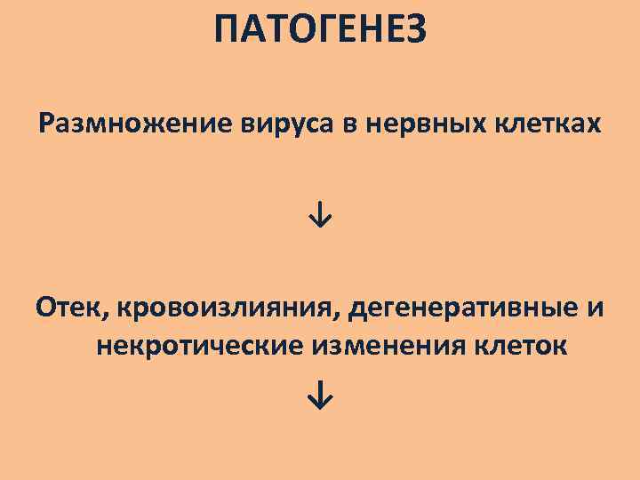 ПАТОГЕНЕЗ Размножение вируса в нервных клетках ↓ Отек, кровоизлияния, дегенеративные и некротические изменения клеток