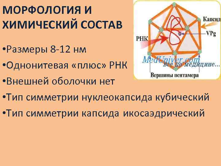 МОРФОЛОГИЯ И ХИМИЧЕСКИЙ СОСТАВ • Размеры 8 -12 нм • Однонитевая «плюс» РНК •