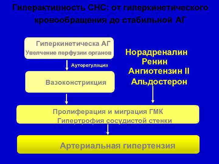 Гиперактивность СНС: от гиперкинетического кровообращения до стабильной АГ Гиперкинетическа АГ Увелчение перфузии органов Ауторегуляция