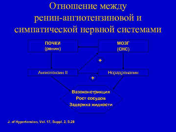 Отношение между ренин-ангиотензиновой и симпатической нервной системами ПОЧКИ (ренин) МОЗГ (СНС) + Ангиотензин II