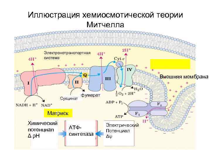 Хемиосмотическая теория митчелла схема