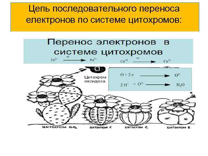 Цепь последовательного переноса електронов по системе цитохромов: 
