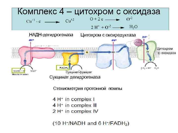 Комплекс 4 – цитохром с оксидаза НАДН-дегидрогеназа Цитохром с оксиредуктаза Цитохром с -оксидаза Сукцинат-фумарат