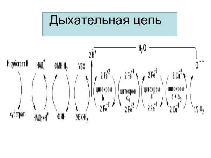 Схема полной дыхательной цепи