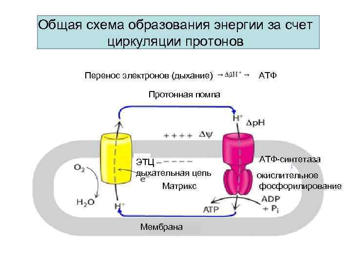 Общая схема образования энергии за счет циркуляции протонов Перенос электронов (дыхание) АТФ Протонная помпа